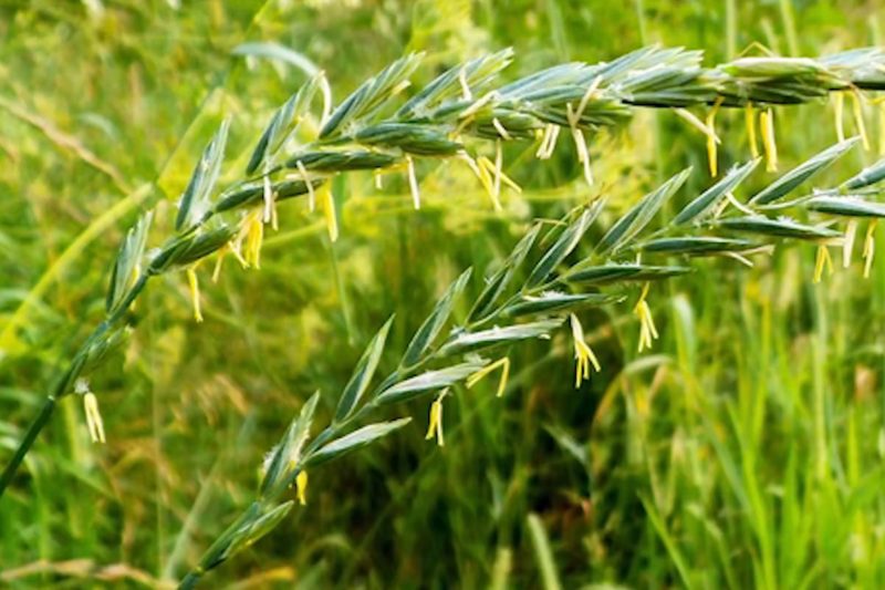 Spikelet Wheatgrass